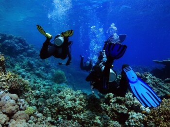 best scuba fins