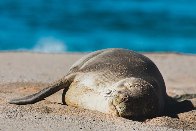 A Hawaiian Monk Seal peacefully sleeping on the Molokai beach