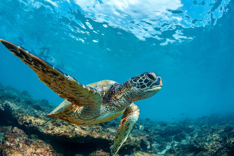 A green sea turtle at coral reef underwater in Maui island