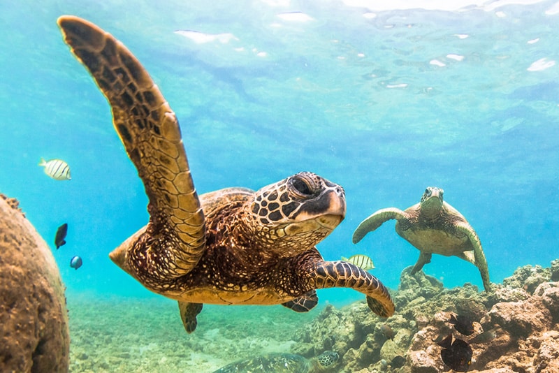 Green Sea Turtles swimming in the clear blue water of Hawaii