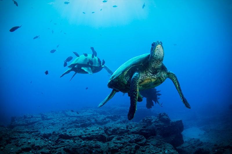 Hawaiian Green Sea Turtle