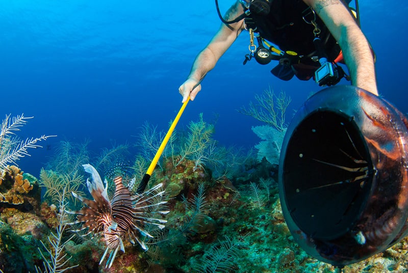 Hawaiian Lionfish