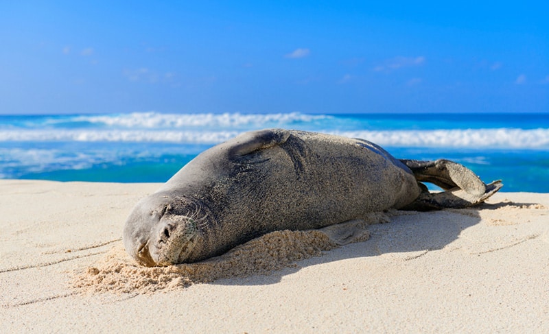 Hawaiian Monk Seal