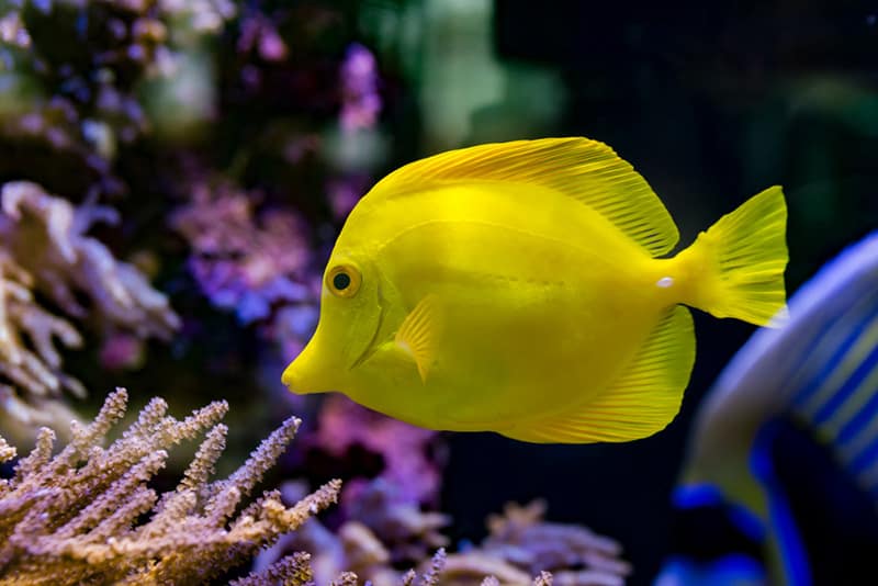 Hawaiian Yellow Tang Fish