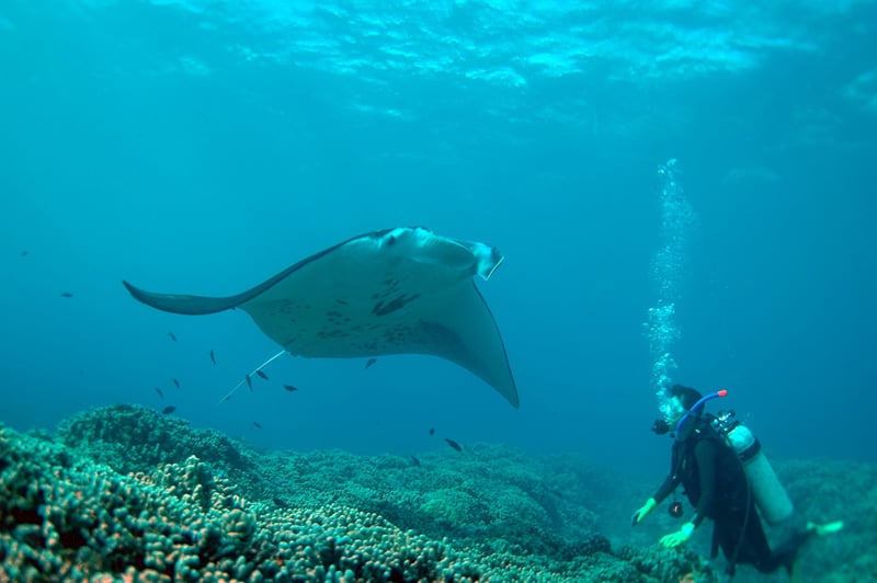 Hawaiian manta rays