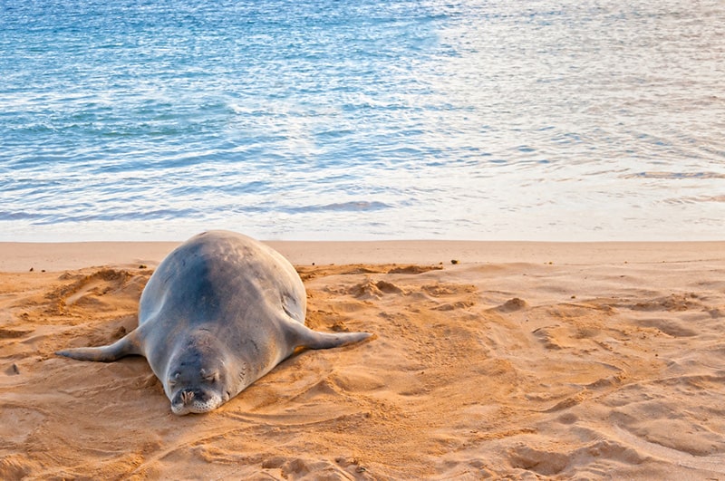 Hawaiian monk seals sunbathing on Poipu Beach