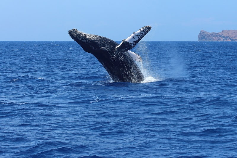 Humpback whale breaching in Hawaii