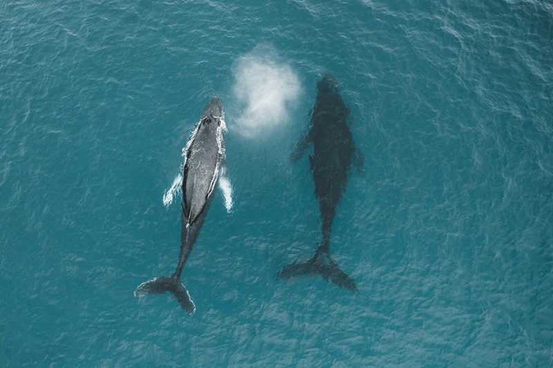 Image of humpback whales swimming in the clear blue water in Kauai