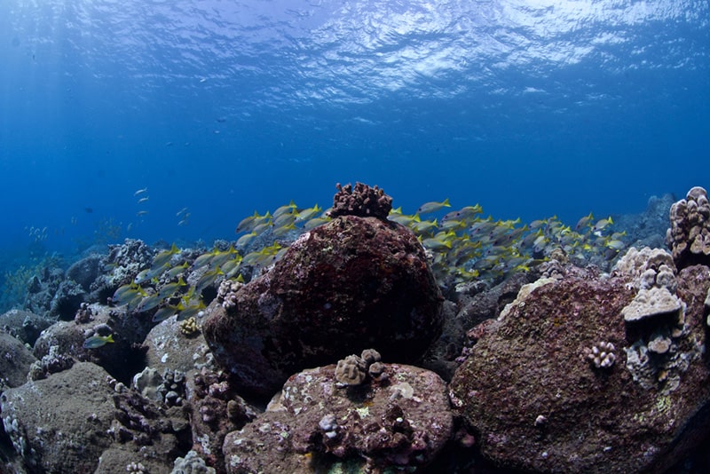 Koloa Landing dive site