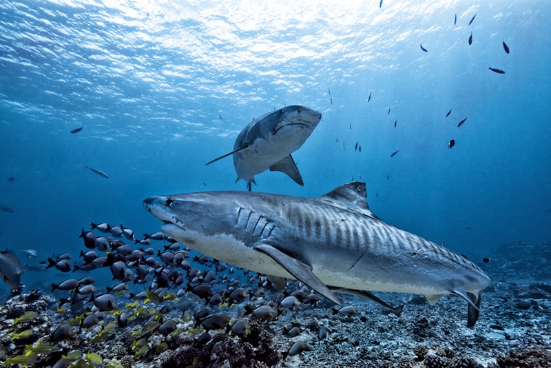 Tiger sharks