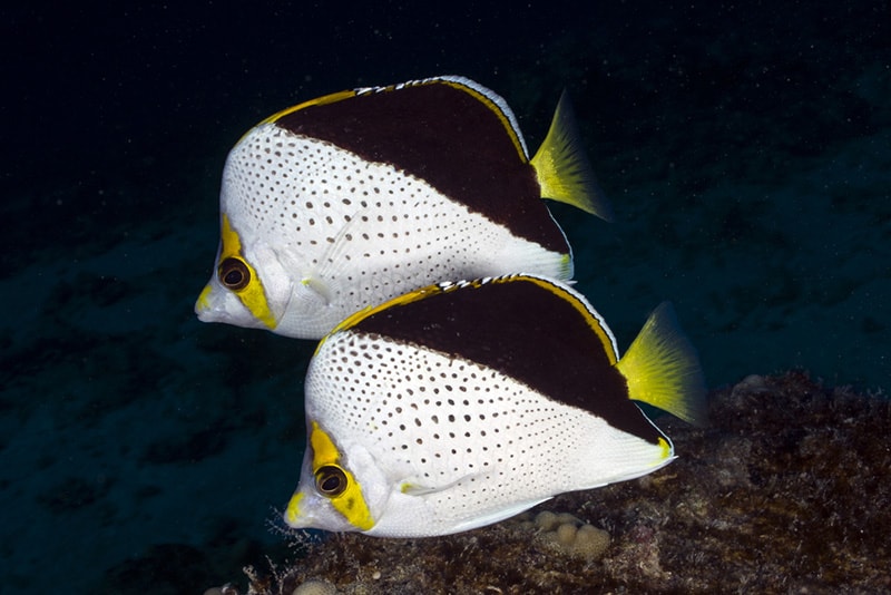 Tinkers Butterflyfish