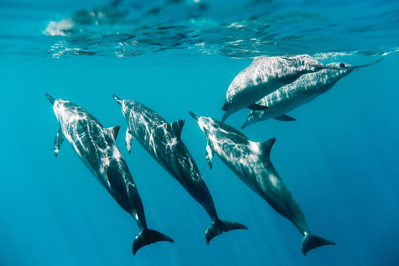 Underwater Hawaii Spinner Dolphins