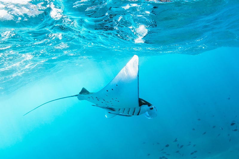 You definitely should not leave Hawaii before seeing manta rays