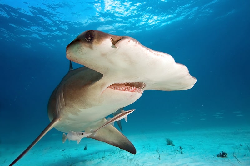 hammerhead shark