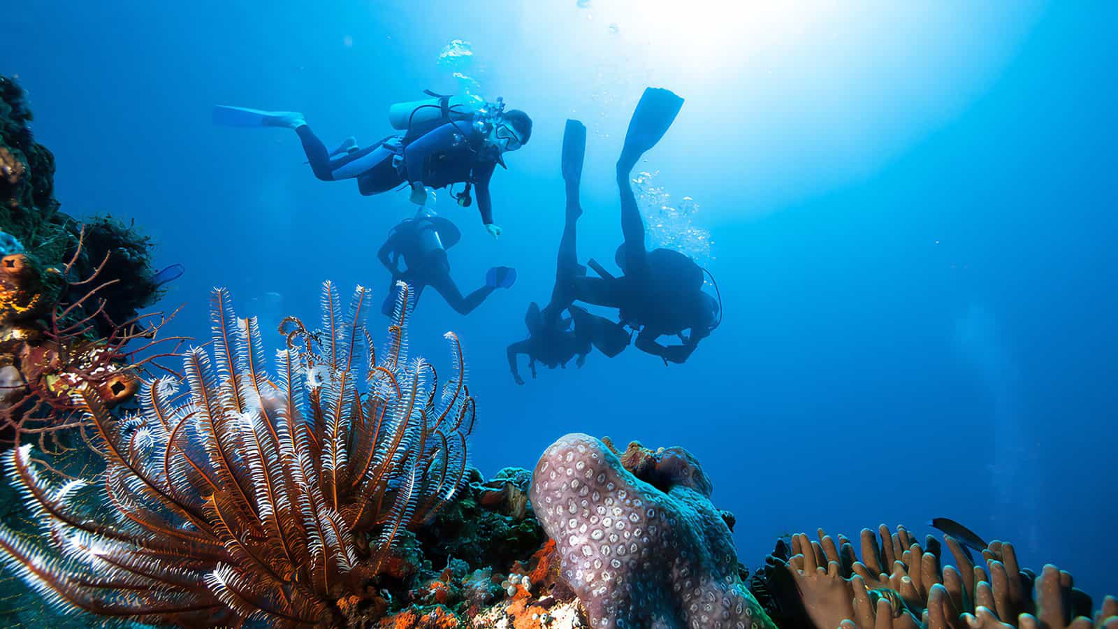 scuba diving hawaiis big island