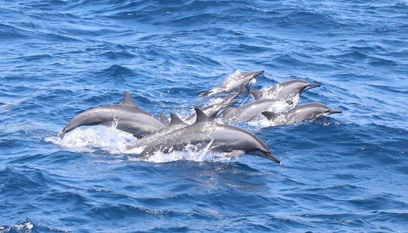 spinner dolphins leaping out of the water