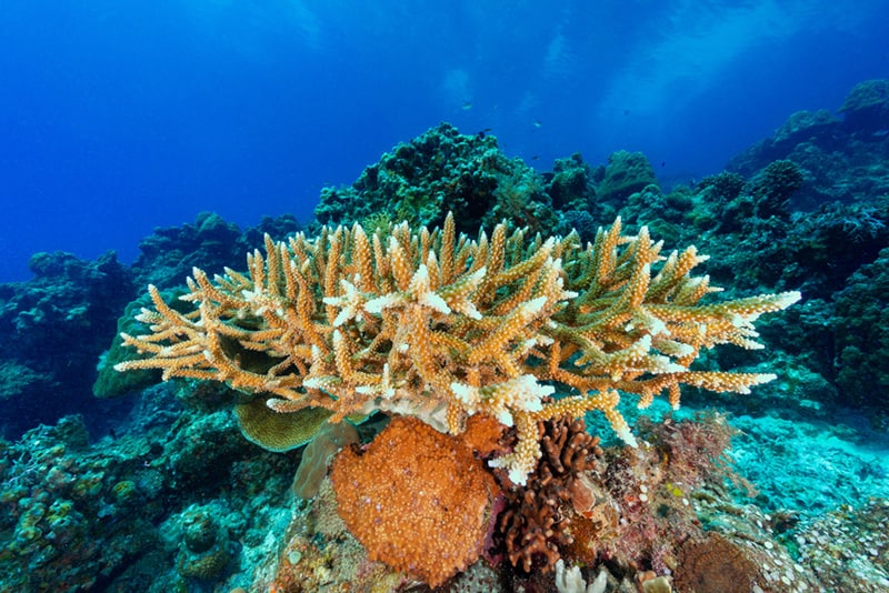Antler corals