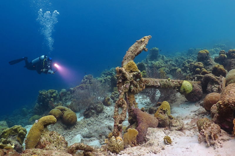 Discover the marine life and shipwrecks in Florida