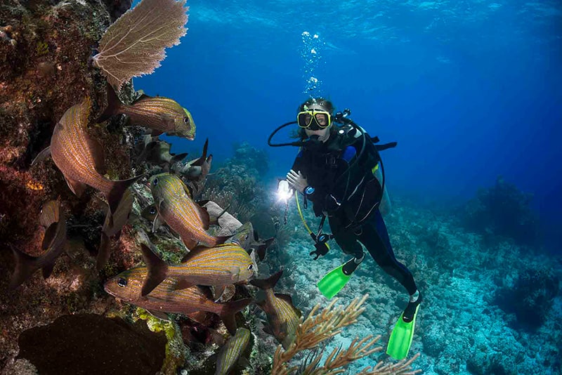Diving alongside sea creatures on Gulf Coast