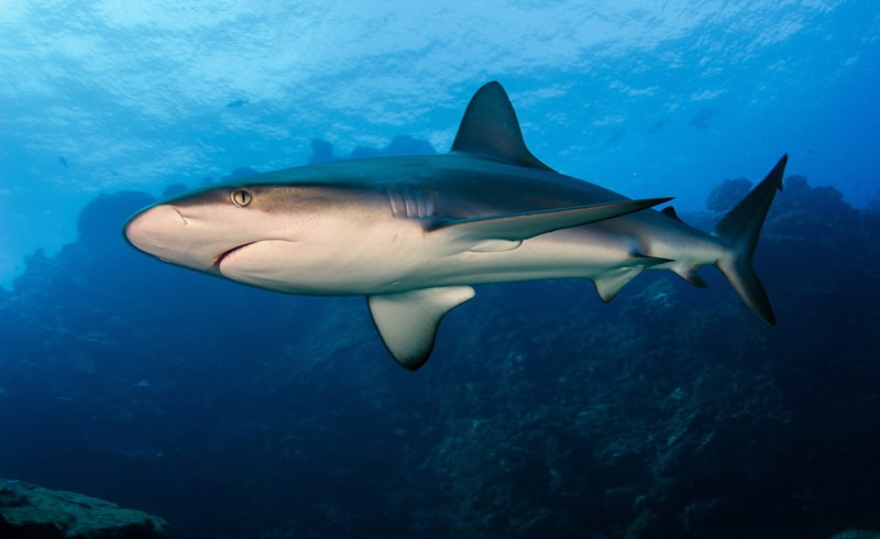 Galapagos Shark