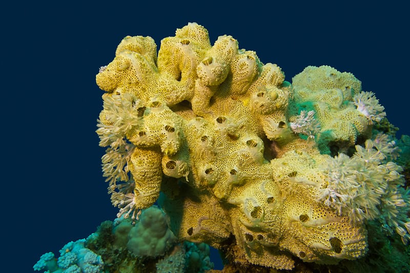 Great yellow sea sponge in Knob Hill