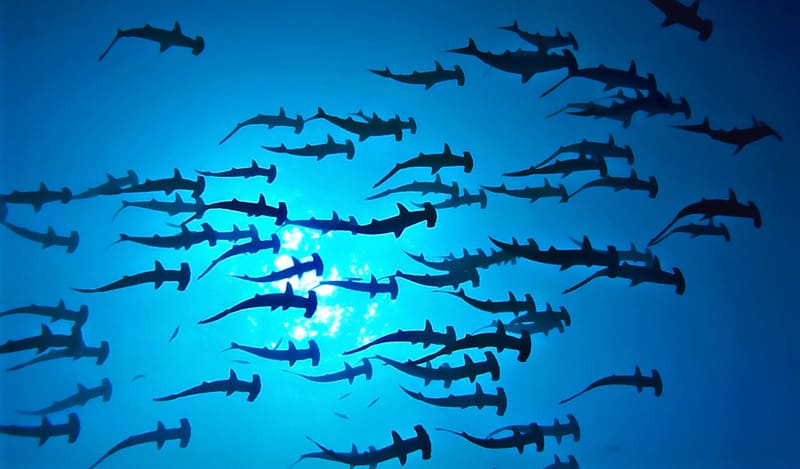 Hammerhead Sharks