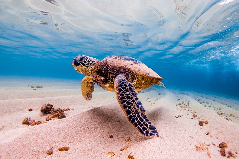 Hawaiian Green Sea Turtle