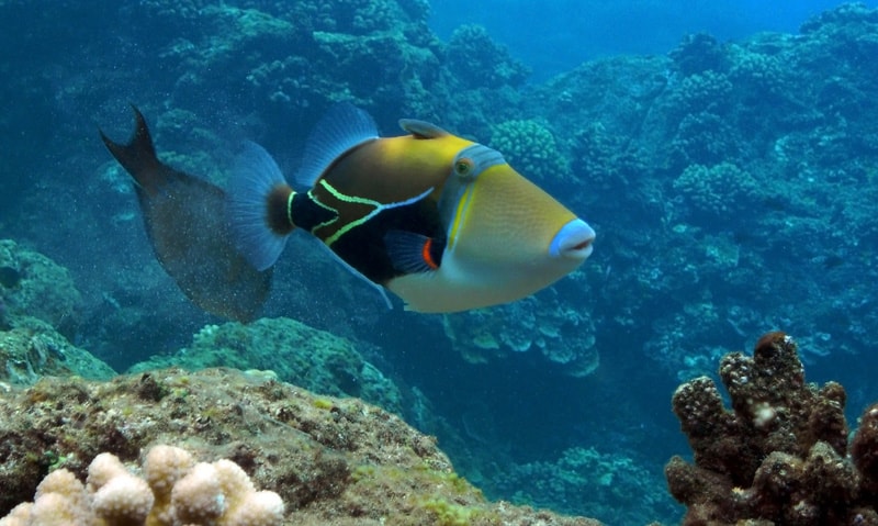 Iconic Hawaiian triggerfish or also well-known by its local name "humuhumunukunuku apua'a"