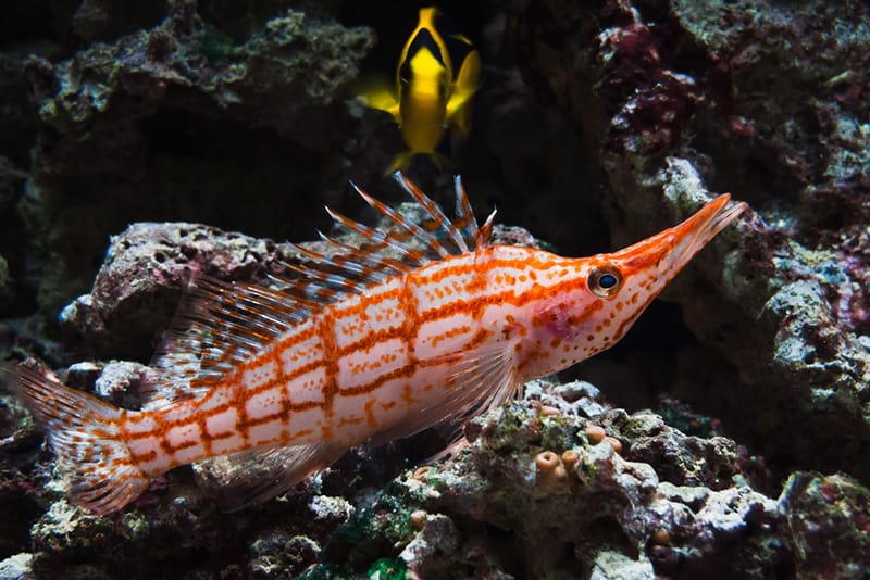 Longnose Hawkfish