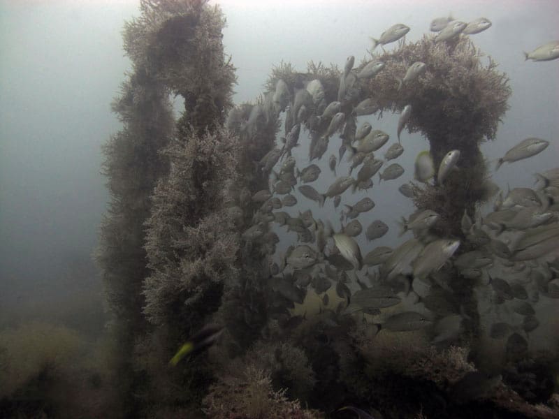 Reefs disclose the Casablanca in Jacksonville