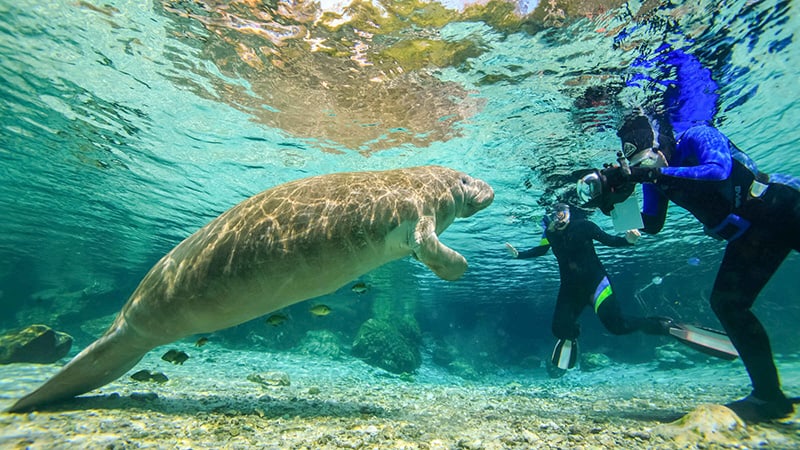 See a manatee with your naked eyes