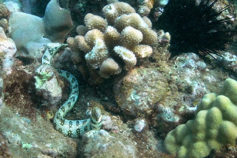 Snowflake Moray in Ulua Beach's coral reefs, Maui