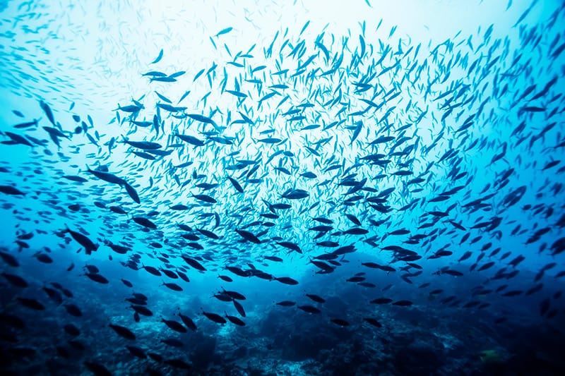 The fascinating world below the water of Destin