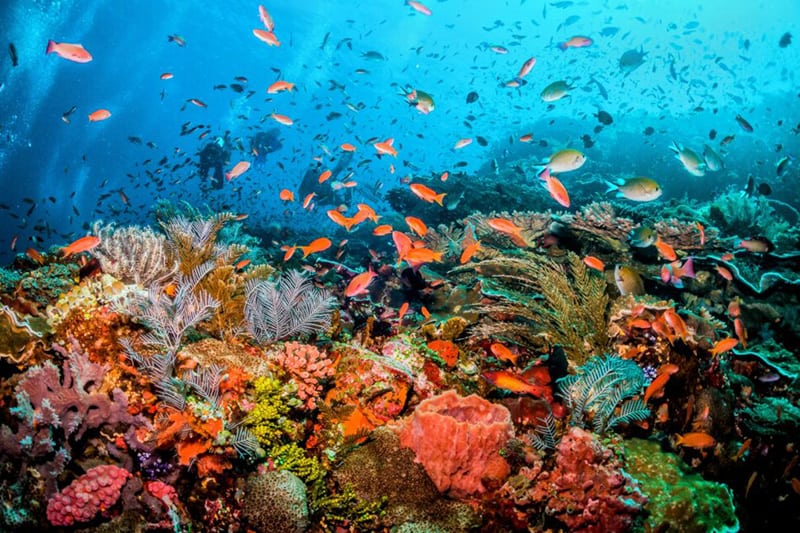 The magical world under the water in Destin