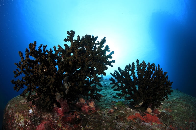 black coral bushes