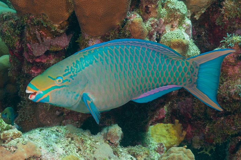 parrotfish