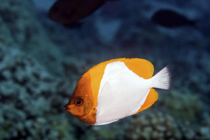 pyramid butterflyfish