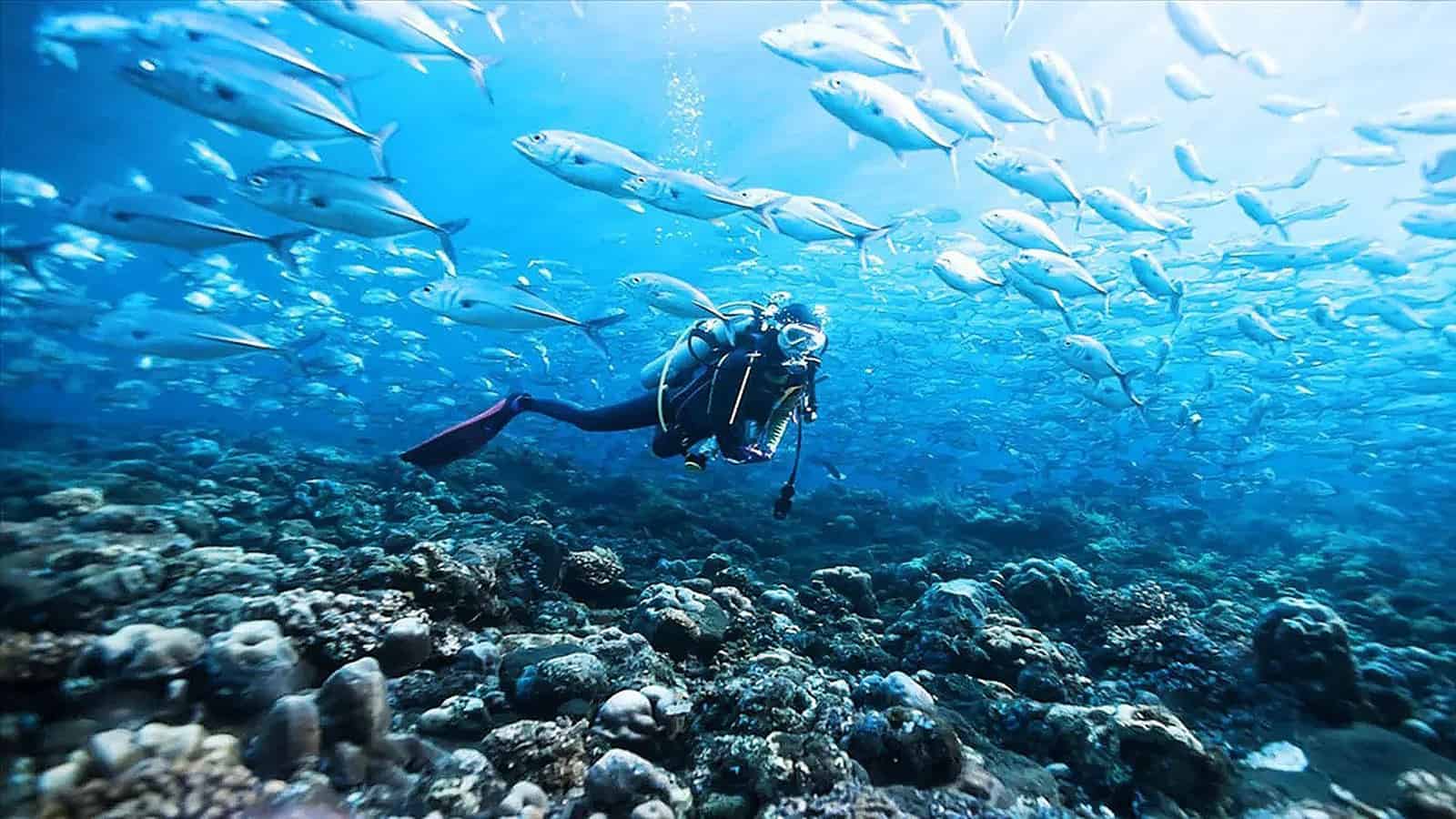 scuba diving in destin