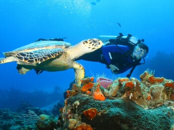 scuba diving oahu