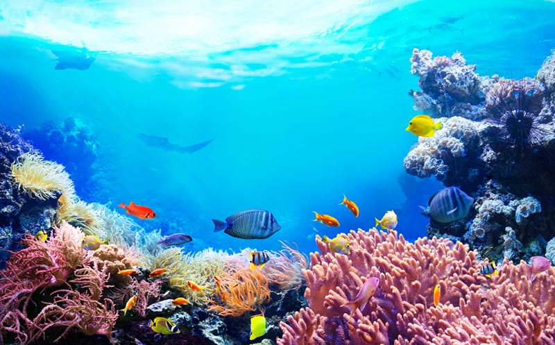 vibrant coral reefs in Turtle Canyon