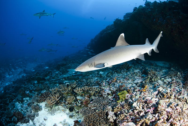 white tip reef sharks