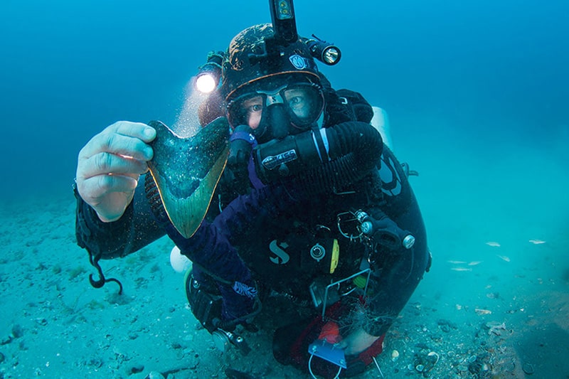 A diver holds a piece of fossilized megalodon's tooth