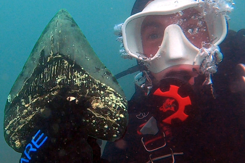 A diver holds his booty - a fossilized megalodon’s tooth