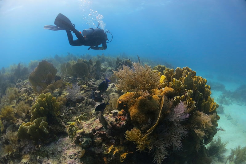 A large coral reef sits under the water around the Florida Keys