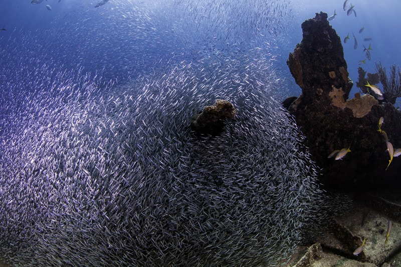 A massive school of fish swims under the John Pennekamp Coral Reef Park