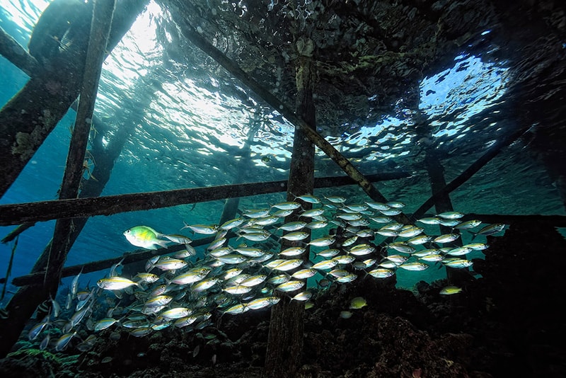 A school of fish swims under the Venice Jetties
