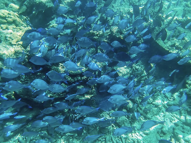 Blue tang fish swim in a massive school at Looe Key