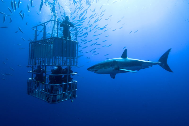 Enjoy the thrill of shark cage diving in the Florida Keys