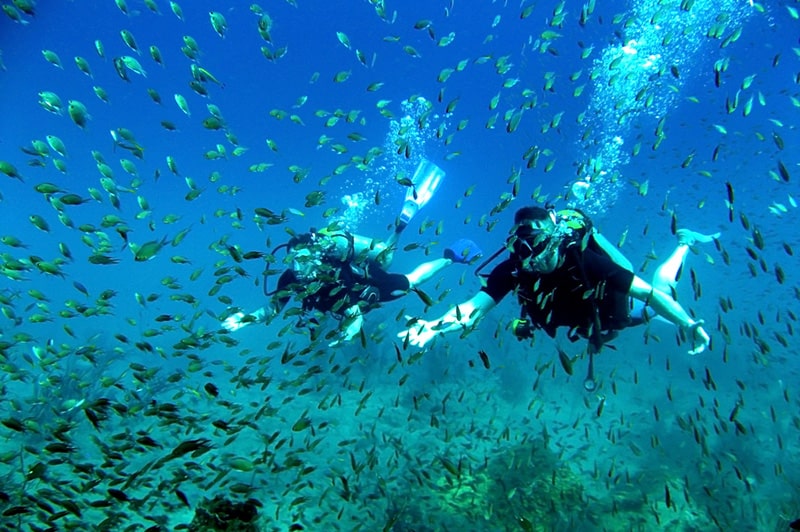 Exploring the underwater world in Sarasota