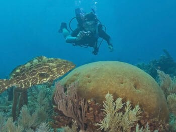 Scuba Diving Florida Keys